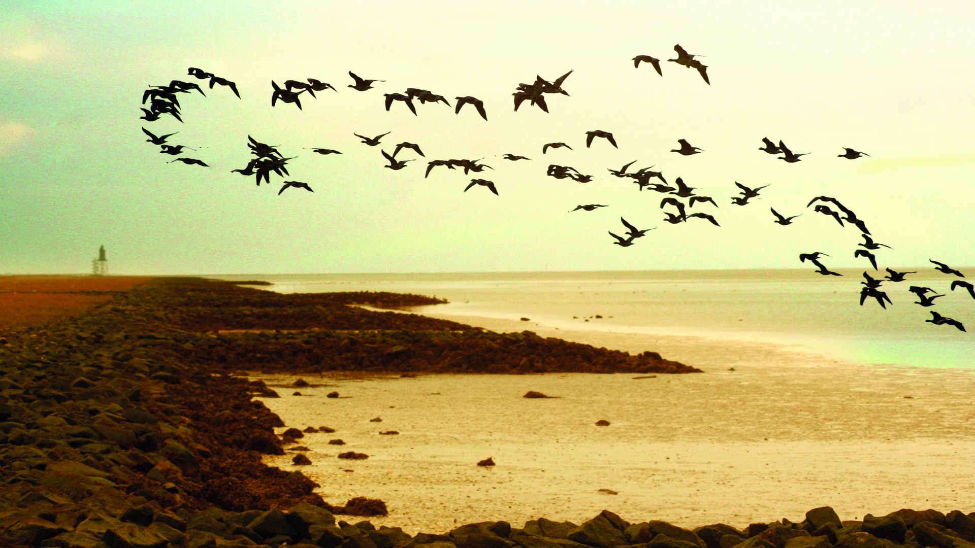 Ein Schwarm Vögel fliegt über eine Küstenlandschaft mit steinigem Ufer. Im Hintergrund erstreckt sich das Wattenmeer und der Leuchtturm Obereversand ist in der Ferne sichtbar. Der Himmel hat einen warmen, goldenen Ton.