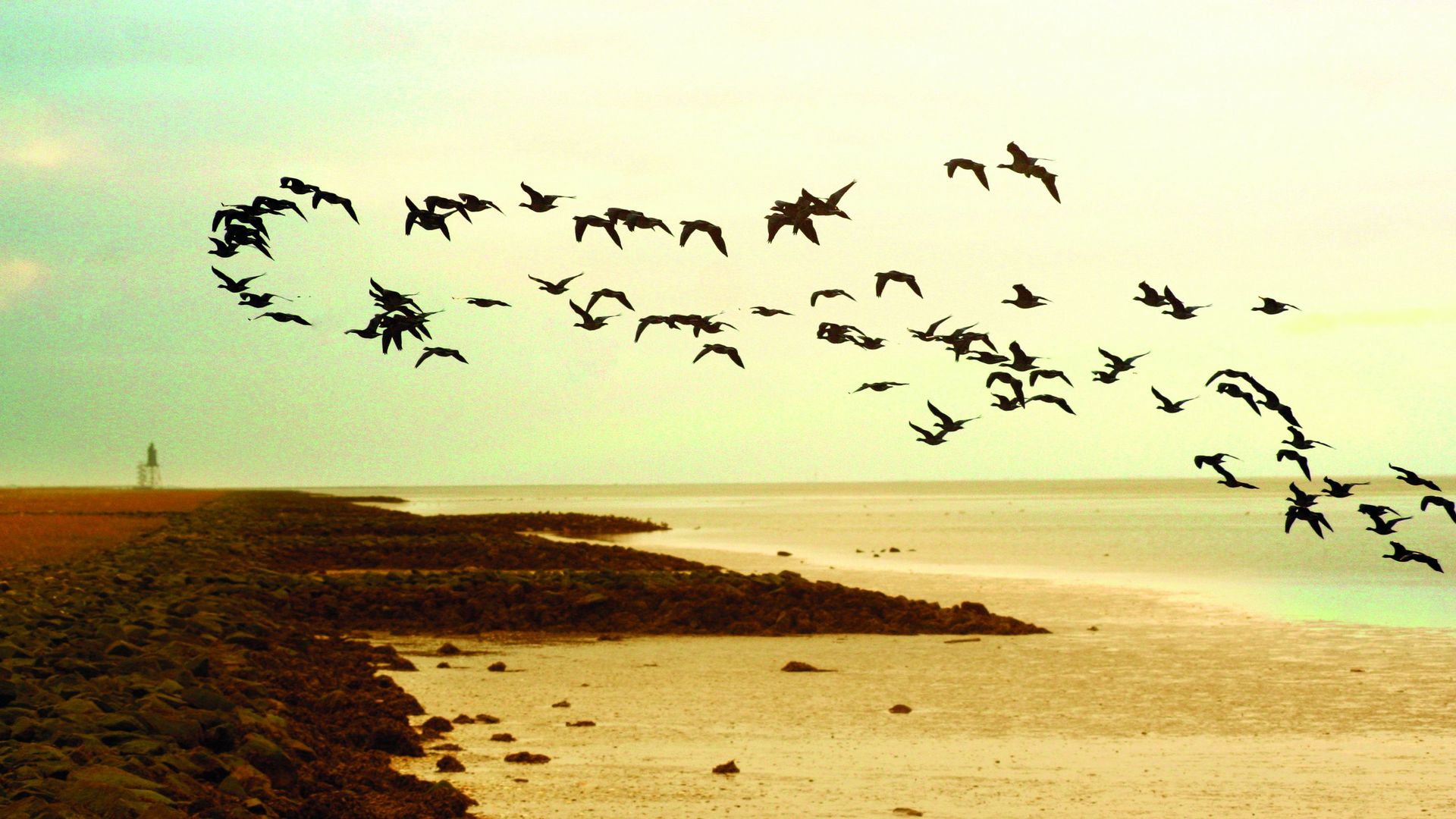 Ein Schwarm Vögel fliegt über eine Küstenlandschaft mit steinigem Ufer. Im Hintergrund erstreckt sich das Wattenmeer und der Leuchtturm Obereversand ist in der Ferne sichtbar. Der Himmel hat einen warmen, goldenen Ton.