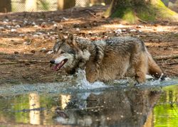 Ein Wolf im flachen Wasser eines bewaldeten Geheges im Wingster Waldzoo.