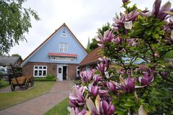 Das Bild zeigt das Museum für Wattenfischerei in Wremen, ein Gebäude mit einer Fassade aus Backstein und blauen Holzelementen. Im Vordergrund blühen rosa-lila Magnolien. Links neben dem Eingang steht ein historischer Holzwagen auf dem Rasen.
