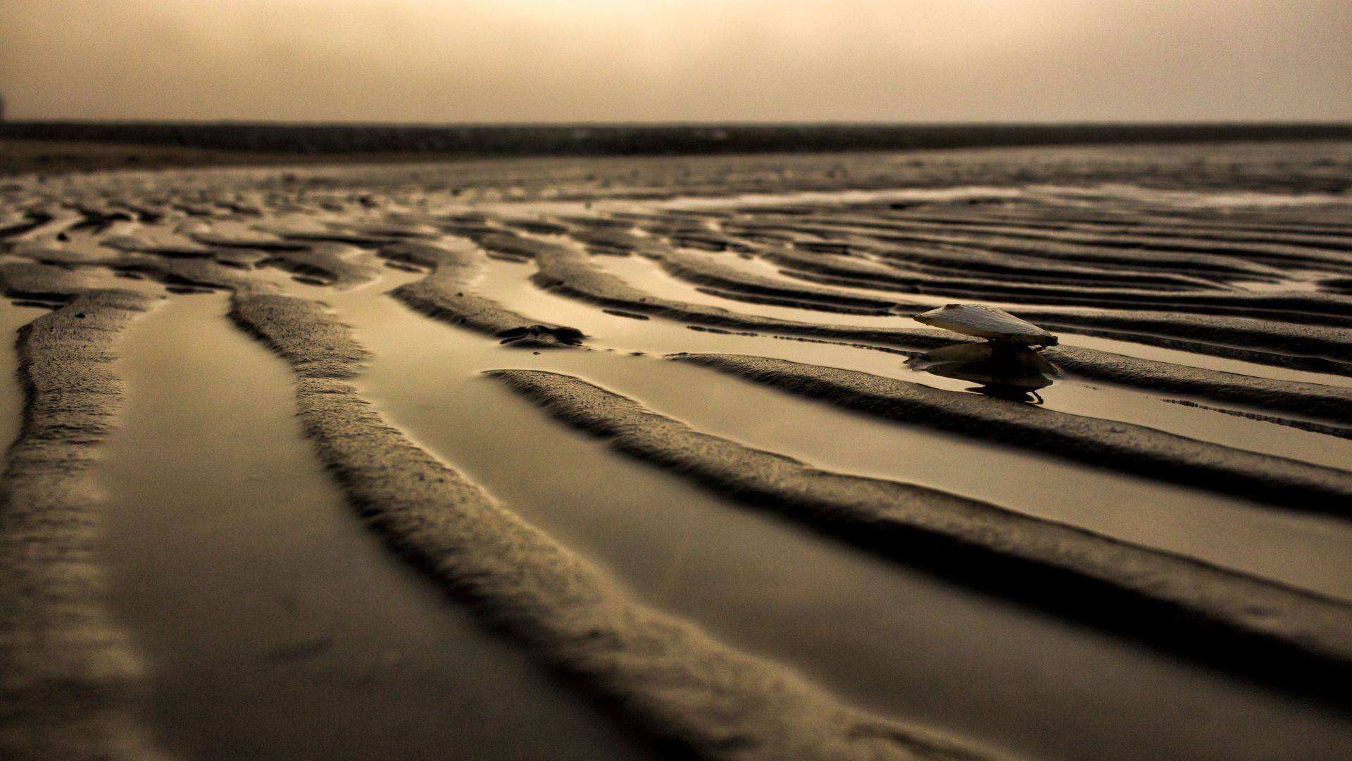 In der Nahansicht liegt eine große, offene Muschel im feuchten Watt. Es ist Ebbe, feine Wasserläufe durchziehen still die schlickige Fläche.