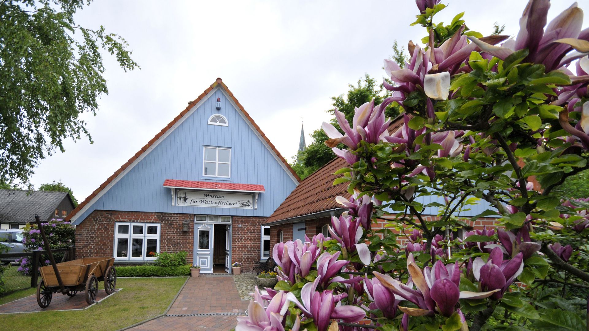 Das Bild zeigt das Museum für Wattenfischerei in Wremen, ein Gebäude mit einer Fassade aus Backstein und blauen Holzelementen. Im Vordergrund blühen rosa-lila Magnolien. Links neben dem Eingang steht ein historischer Holzwagen auf dem Rasen.